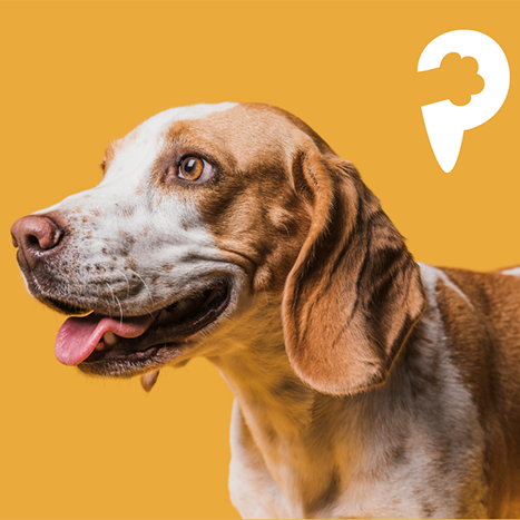 À Deux Pattes d’Ici - a deux pattes dici chien jaune