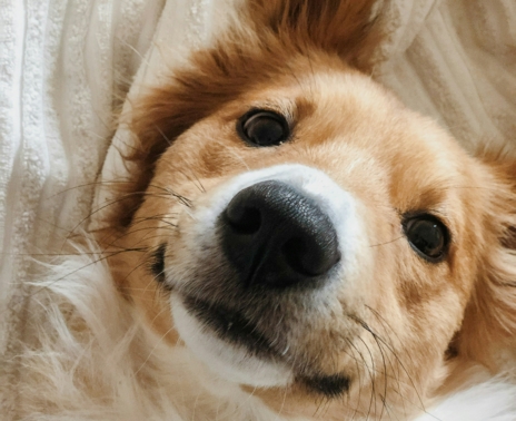 À Deux Pattes d’Ici - a deux pattes dici vignette banniere