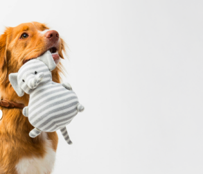 À Deux Pattes d’Ici - realisation a deux pattes dici